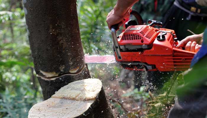 Chainsaw and tree