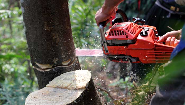 Chainsaw and tree Chainsaw and tree