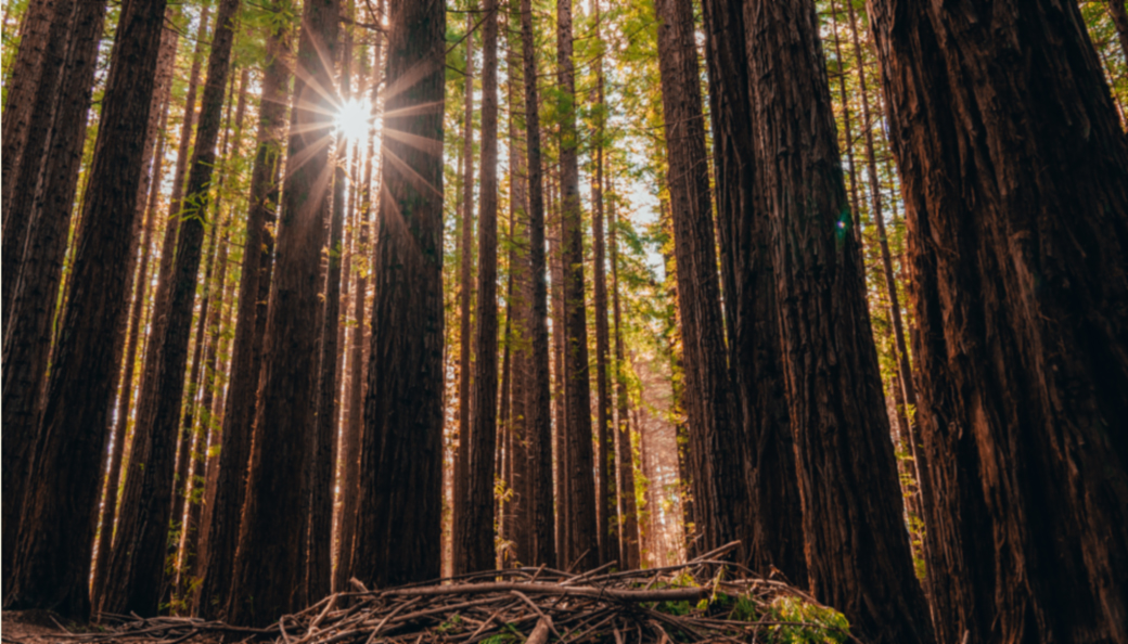 Tall trees Tall trees
